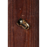 Z/ЗМ-505-Замок золото 20х26